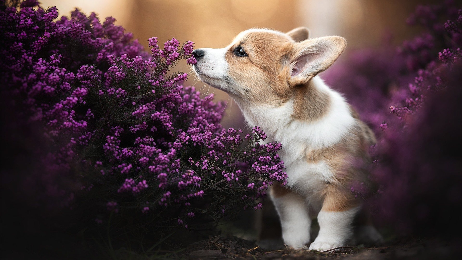 篮球专项技能教学方法改革及实战应用研究,篮球专项技术训练要点