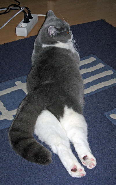 篮球运动员心理健康干预机制探讨,篮球心理训练