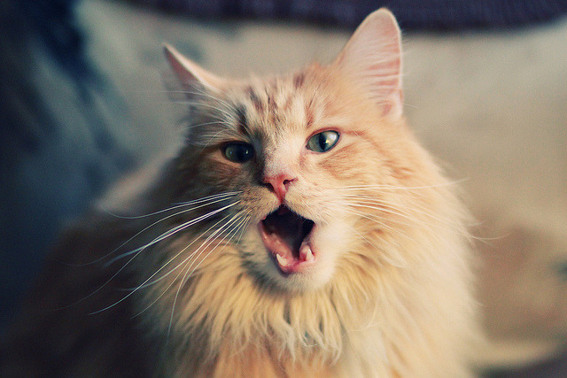 -冬奥训练加入体温调节实验性项目，冬奥会 训练