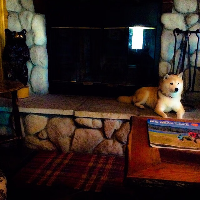 九游娱乐官网 (jiuyou)-“亚戈·卡尔曼的球场智慧与执行力，成就美洲狮队的未来”