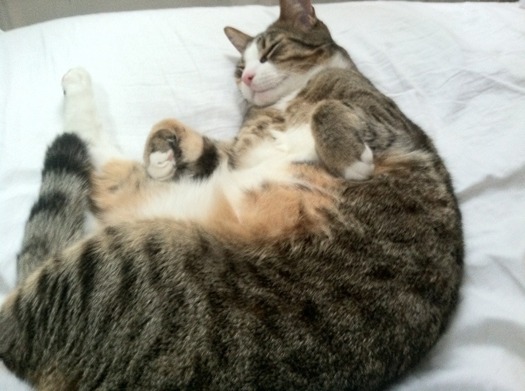 国际篮联访华交流,推动区域合作与赛事承办能力提升,国际篮联接洽cba