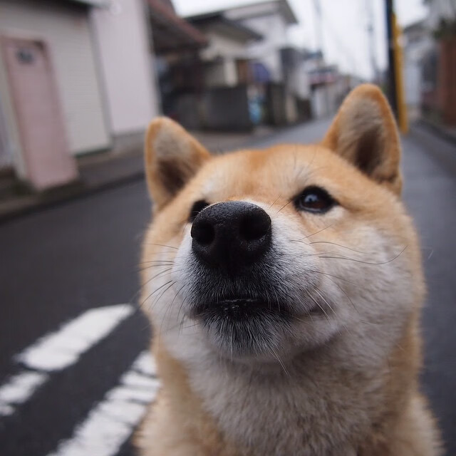 德甲攻防激战：精彩瞬间不断擦出火花！，德甲 打架