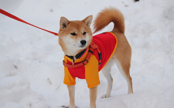 朱婷接受媒体连线回应赛场表现争议,朱婷最近怎样