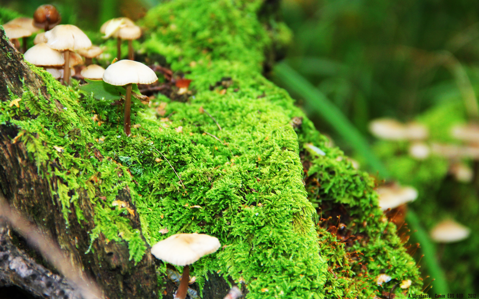 九游电脑版-欧洲杯变阵破局：战术创新助力逆袭！，欧洲杯进阶