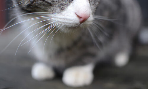 篮球裁判实习机制常态化为比赛管理储备新生力量,篮球裁判必备知识