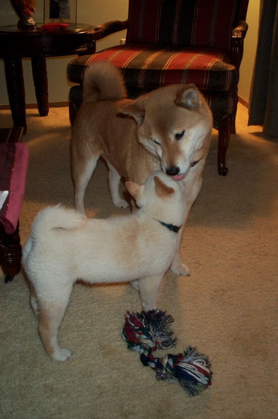 西甲决战精彩纷呈:明星战士点燃绿茵夜!,西甲决赛直播