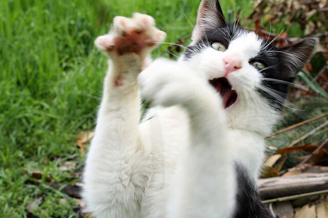 青训体系将引入体能等级分级制度推动训练科学化,青训政策