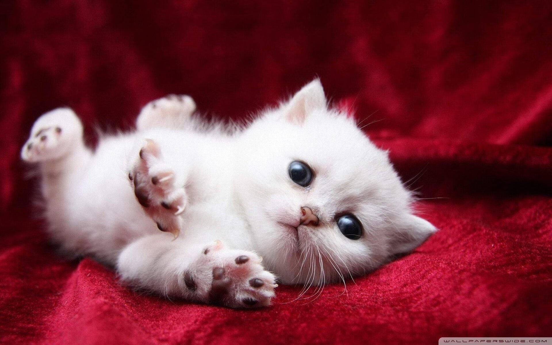 CBA是否支持球队举办多样化篮球文化活动，cba参加球队有哪些